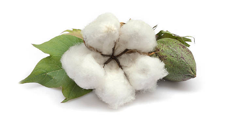 Better cotton yield - dhagservices.com