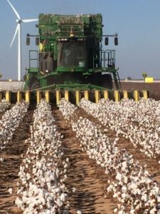 Subsurface drip irrigation cotton harvest - dhagservices.com