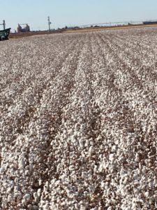 1944 pounds of cotton per acre - subsurface drip irrigation - dhagservices.com