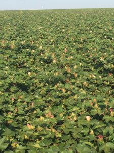 abundant cotton blooms - subsurface drip irrigation - dhagservices.com