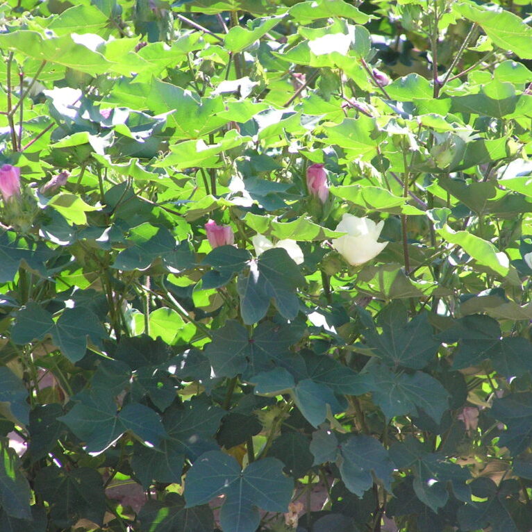 cotton flowers subsurface drip irrigation cotton yields more - dhagservices.com