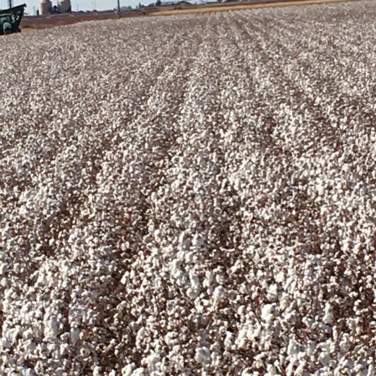 1944 pounds of cotton per acre - subsurface drip irrigation - dhagservices.com